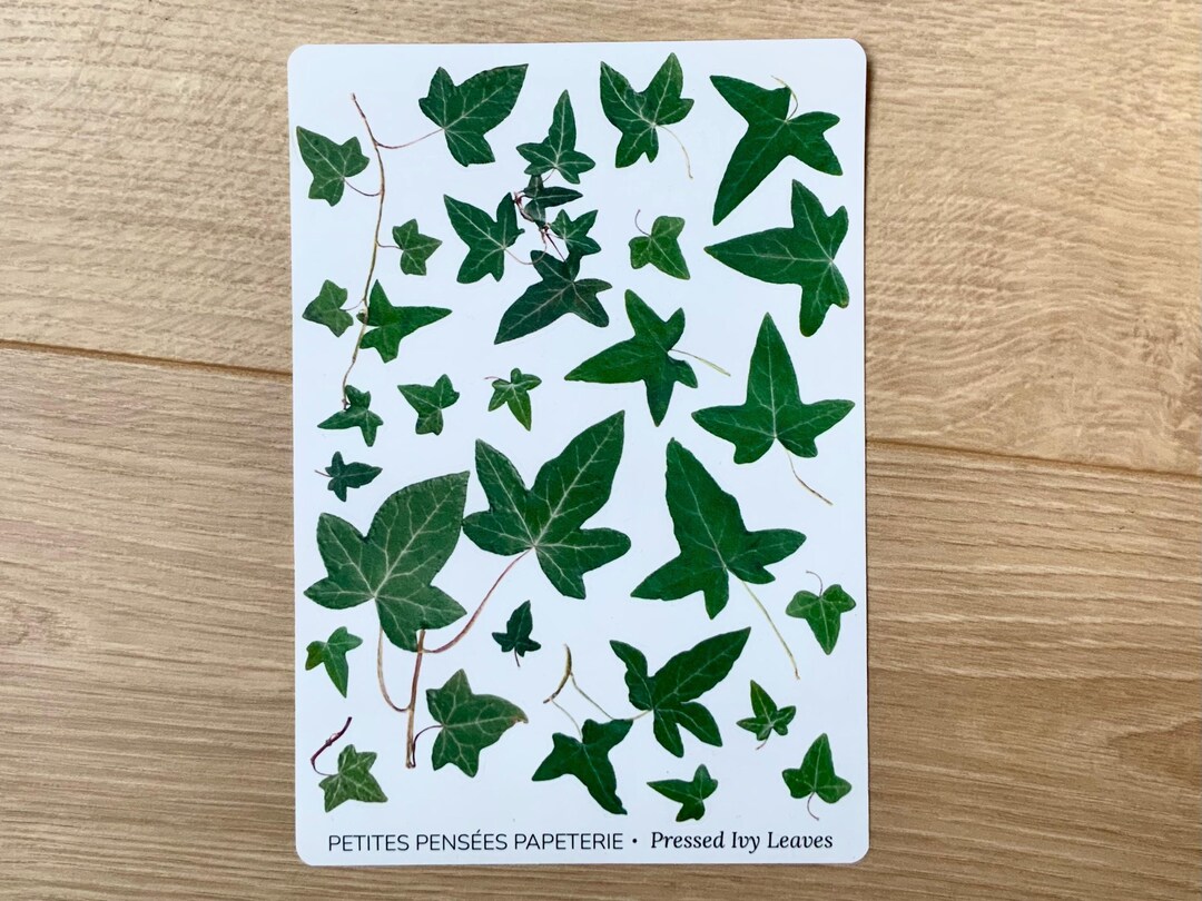 Ivy Leaves Sticker Sheet, Autumn Washi Stickers for Journaling - Etsy