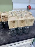 carpenter bee traps