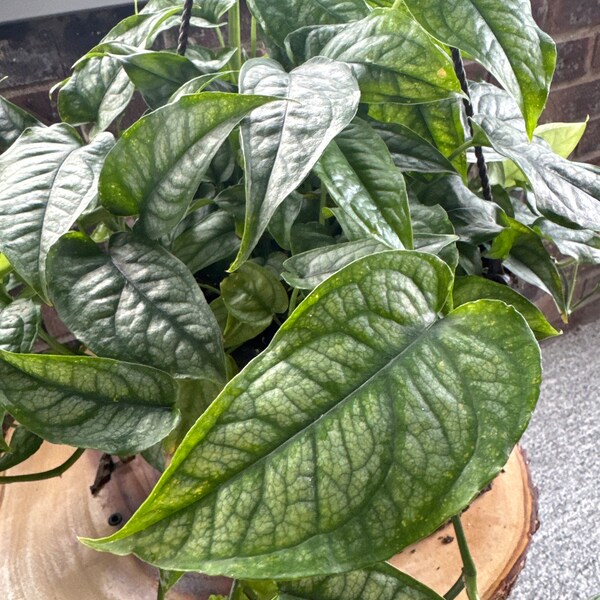 Monstera siltepecana Unrooted Cuttings