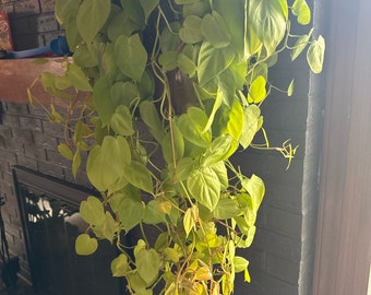 Philodendron Lemon Lime Unrooted Cuttings