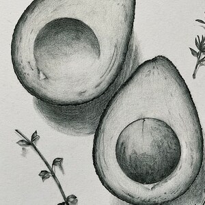 still life drawing vegetable avocado skecths prints