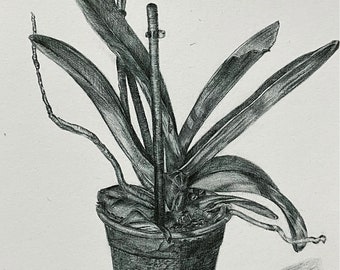 Orquídea en maceta dibujo original arte de pared impreso