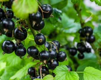 Black Currant
