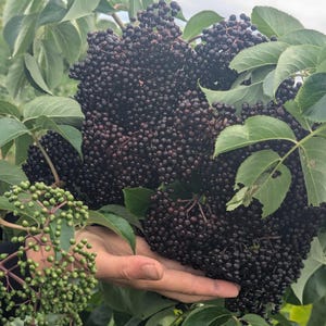 May include: A close-up of a cluster of ripe, dark purple elderberries held in a hand, surrounded by green leaves. The berries are small and round, with a deep, rich color. The image captures the natural beauty of the elderberry plant.