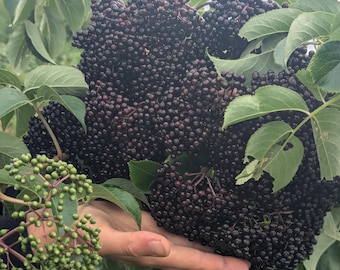 Elderberry plant, small rooted plants