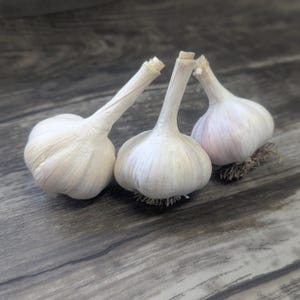 May include: Three heads of garlic with white bulbs and long, twisted stems. The garlic bulbs are resting on a gray wooden surface. The bulbs have a papery texture and a slight purple hue.