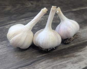 Garlic, Chesnok Red, Hardneck Heirloom, Chemical Free Garlic