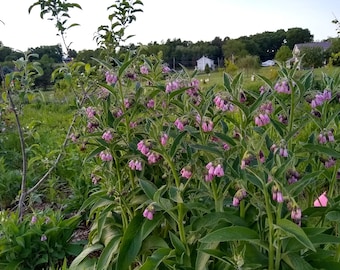 Comfrey root for planting