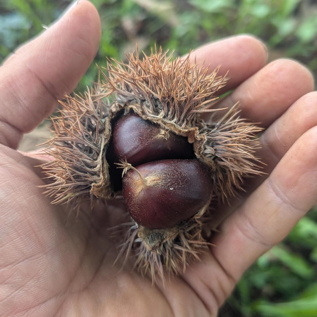 Chow Tree Chestnut Tree, Bareroot, Chinese Hybrid, Wildlife Tree - Etsy