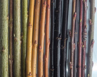 Willow cuttings for rooting (bundle of 5)