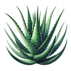 Aloe Vera Plant Clipart Set, Printable Planner Stickers, Botanical Wall ...
