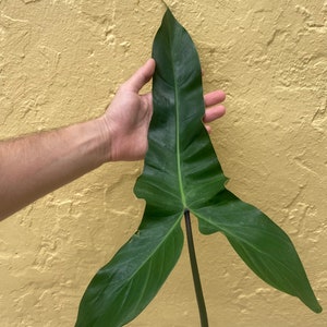 Mexicanum Philodendron