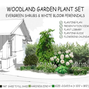 Op de afbeelding: Illustratie van een landschapsontwerp voor een bostuin met groenblijvende struiken en wit bloeiende vaste planten. Inclusief een beplantingsplan, presentatie, plantenbibliotheek, plantengids en bloeikalender. De tuin is ongeveer 3,0 x 5,5 meter groot.