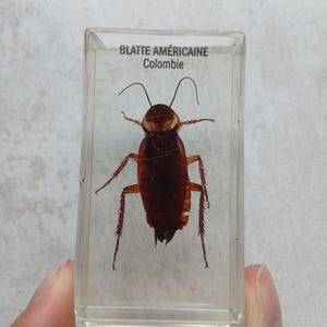 Insect in Resin