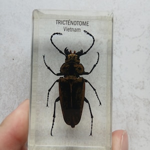 Insect in Resin