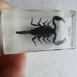 Insect in Resin
