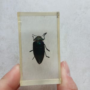 Insect in Resin