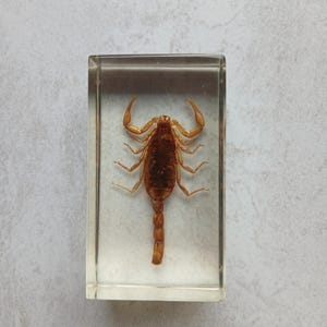 Insect in Resin