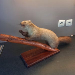 Peut inclure: Un spécimen naturalisé de belette sur un socle en bois. La belette a une fourrure beige, une longue queue et est posée sur une branche en bois. La base est de forme rectangulaire et de couleur marron foncé.
