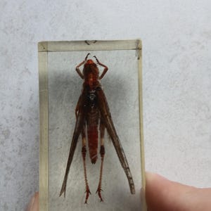 Insect in Resin