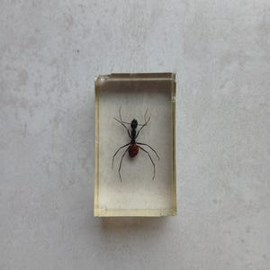 Insect in Resin