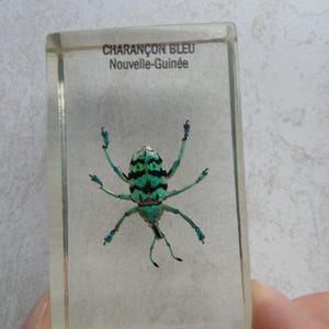 Insect in Resin
