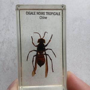 Insect in Resin