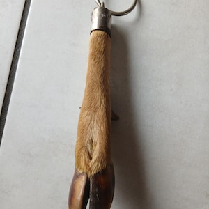Deer foot hunting trophy