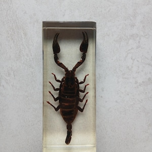 Insect in Resin