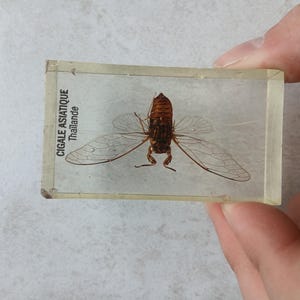Insect in Resin