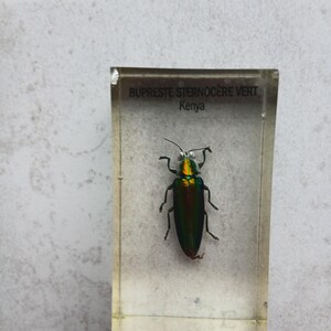 Insect in Resin