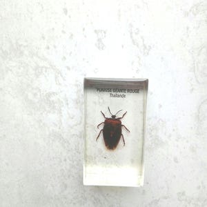 Insect in Resin