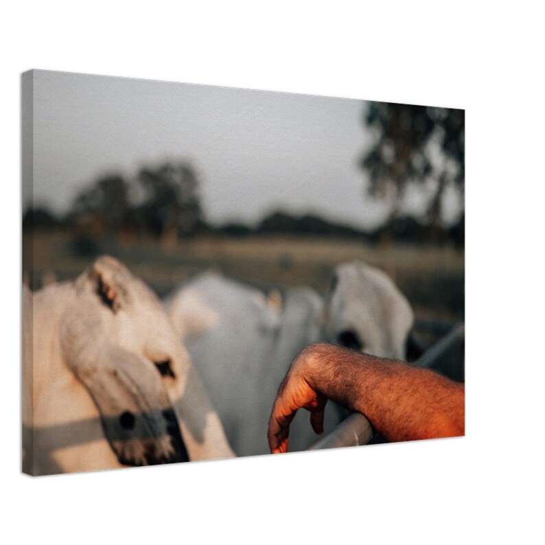 Brahman Cattle Canvas Large Cow Canvas Western Decor Wall Art Rustic