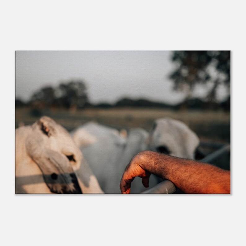 Brahman Cattle Canvas Large Cow Canvas Western Decor Wall Art Rustic