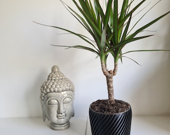 Flower pot 12 cm / plants / 3D printing / sustainable / decoration