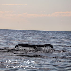 Humpback Whale Art