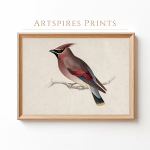 Vintage Cedar Waxwing Bird Print: Rustic Nature Illustration (Digital Download)