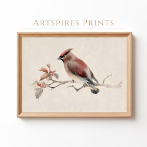 Cedar Waxwing Bird Print: Vintage Songbird Illustration (Digital Download)