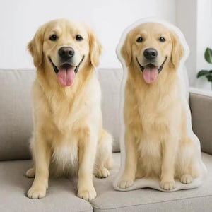 May include: A Golden Retriever dog sits next to a plush pillow shaped like a Golden Retriever. Both the dog and the pillow have light golden fur and are sitting on a gray couch. The dog has its tongue out.