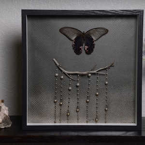 Framed Butterfly: Red Helen and pearls
