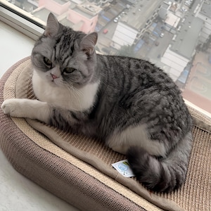 K&ouml;nnte beinhalten: Eine grau-wei&szlig;e Katze liegt auf einem braunen und beigen Haustierbett in der N&auml;he eines Fensters. Die Katze hat ein flauschiges Fell und blickt den Betrachter an. Das Haustierbett hat eine strukturierte Oberfl&auml;che.