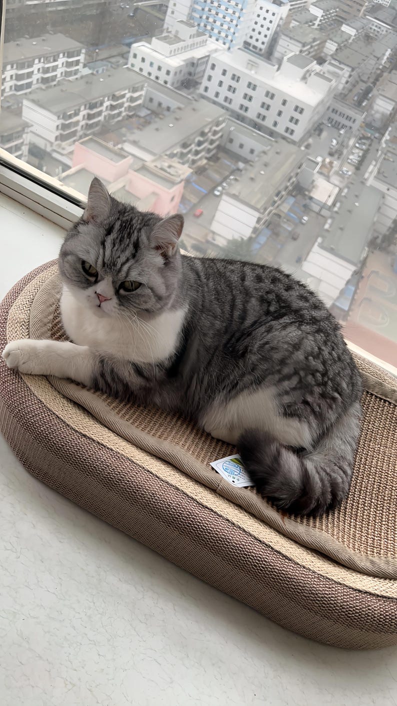 K&ouml;nnte beinhalten: Eine grau-wei&szlig;e Katze liegt auf einem braunen und beigen Haustierbett in der N&auml;he eines Fensters. Die Katze hat ein flauschiges Fell und blickt den Betrachter an. Das Haustierbett hat eine strukturierte Oberfl&auml;che.