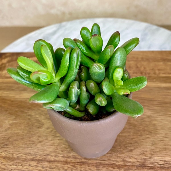 Mini Live Succulents Clay pots -Crassula Gandalf