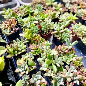 Mini Succulent pots - 5-6 plants per 2” pot - Tiny Succulent arrangement