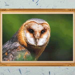 Barn Owl portrait, this is a full coverage cross stitch chart that is compatible with Pattern Keeper.