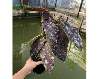 Hoya Undulata Red Splash Big || Free Phytosanitary Certficate || DHL Express