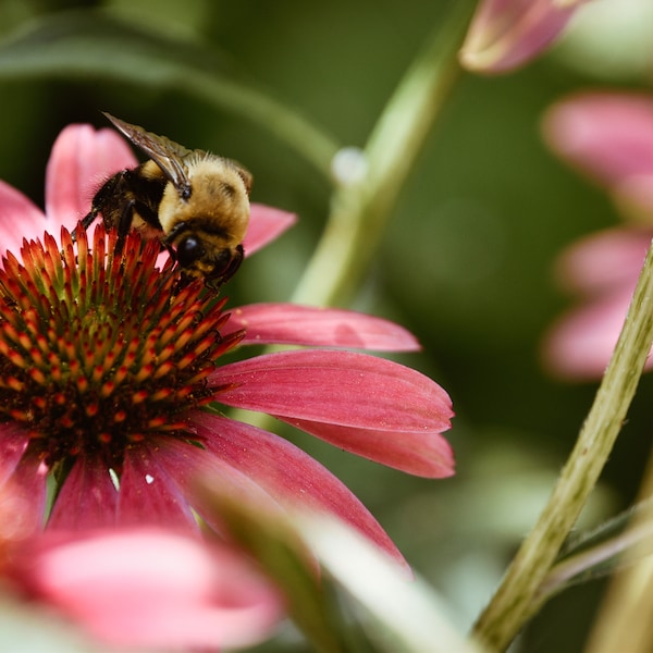 Bumblebee flower