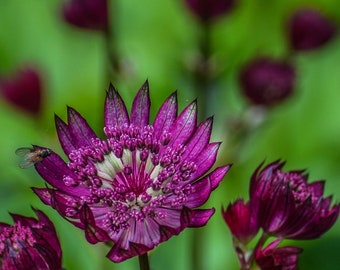 Astrantia Purple Flower