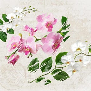 Orchid Clipart, orchid pattern, watercolor orchid, purple orchid png, ORCHID FLOWERS, orchid flowers svg, orchid flowers plants