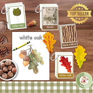 Tree Identification Flashcards for Kids: Leaf & Bark Photos (PDF)